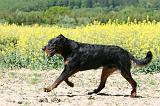 BEAUCERON 933